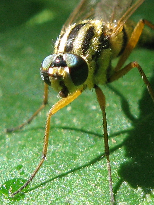 Therevidae..